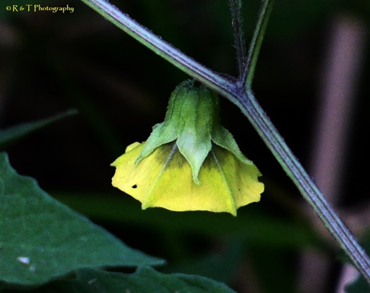 {Physalis virginiana}